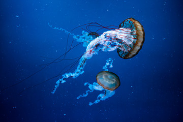 Jelyfish in the Loro Parque in Puerto de la Cruz © Pierre