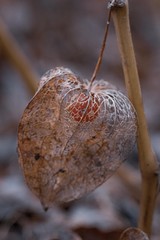Winter cherry in brown golden colours