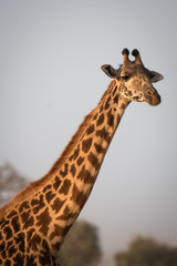 Giraffe in Amboseli National Park