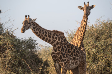 giraffes in africa