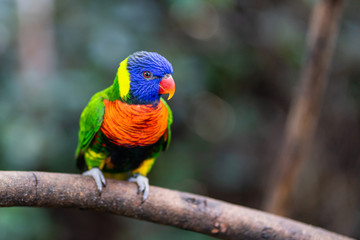A parrot in the Loro Parque on Tenerife