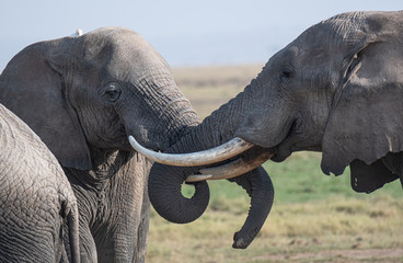 two elephants greeting each other
