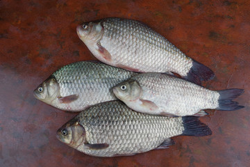 crucian fish lying on the table top view
