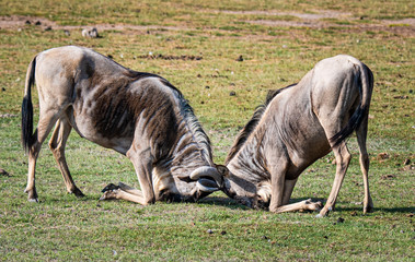 Wildebeest butting heads