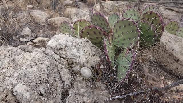 Cacti of West and Southwest USA. Button cactus (Epithelantha micromeris) and Violet prickly pear (Opuntia gosseliniana)