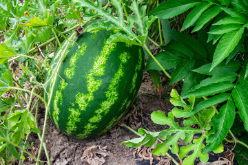 Obraz premium Ripe melon and watermelon the new harvest.