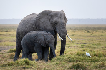 Naklejka premium Mother and Baby Elephant