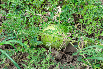 Ripe melon and watermelon the new harvest.