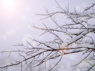 Winter natural background. Snow covered tree branches against the sky, blurred light effect with bokeh, soft focus. Christmas, winter, new year concept. Copy space.