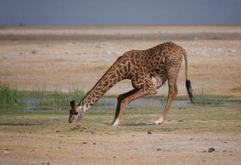 giraffe at water hole in africa