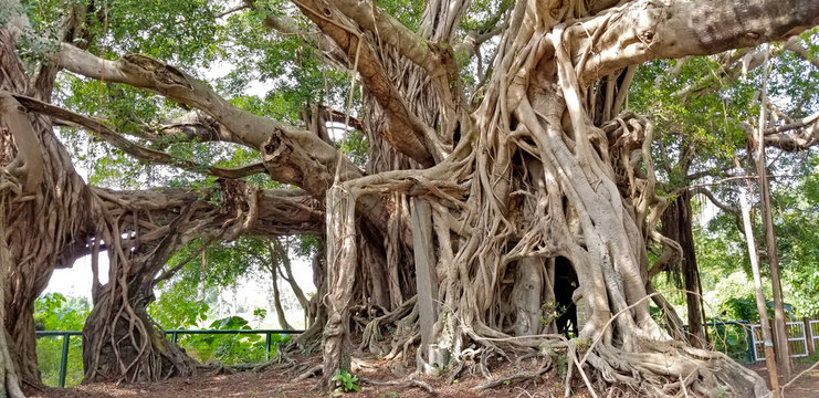 Banyan Trees Of Hong Kong -01