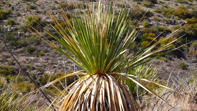 Common sotol, desert spoon (Dasylirion wheeleri). Nature New Mexico