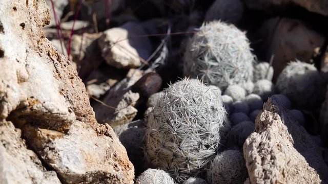 Cacti of West and Southwest USA. Brady's pincushion cactus (Pediocactus bradyi). New Mexico, USA
