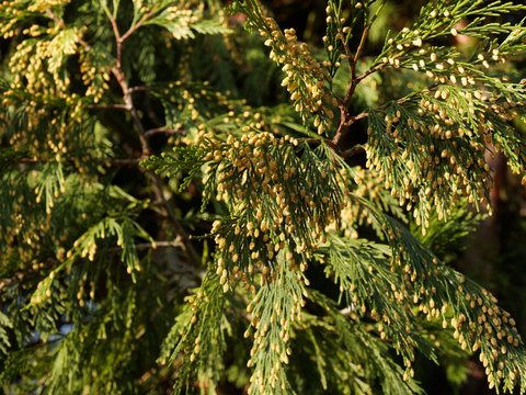 (Calocedrus decurrens) Incense cedar or California incense-cedar with twigs much-branched and flattish, scale-like bright green leaves full of pollen cones