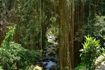 View into the rainforest and a on a stream near Gunung Kawi temple