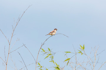 House sparrow-Passereaux (Passer domesticus)