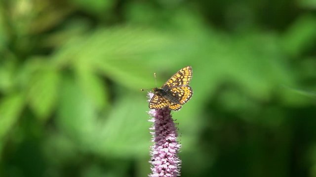Butterfly Marsh fritillary (Euphydryas aurinia) flies to the European bistort (Bistorta officinalis) flower, slow motion. Slow down 8 times
