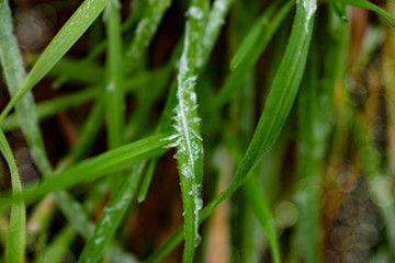 nature background, soft focus of ice crystals on grass