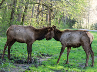 Naklejka premium two elk