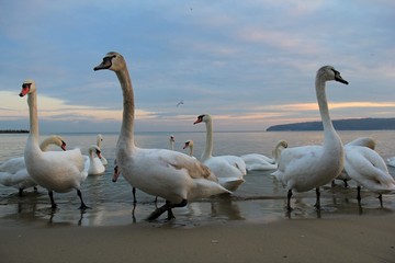 A flock of swans on the Black sea coast in Varna (Bulgaria)