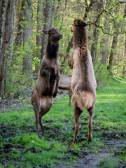 elk play fighting