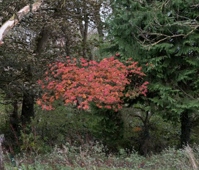 Fototapeta premium Scotlands Parks and a Beautiful Autumn Oak with Red Leaves at the centre of a rugged forrest.