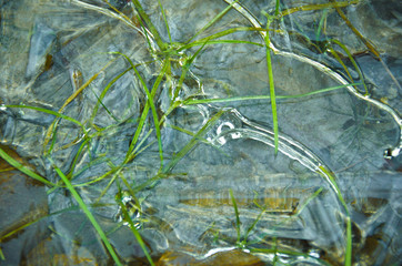 Frozen water in a puddle in cold winter. Beautiful forms of frozen bubbles