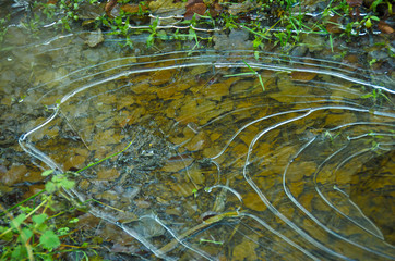 Frozen water in a puddle in cold winter. Beautiful forms of frozen bubbles