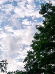 Obraz premium trees and blue sky