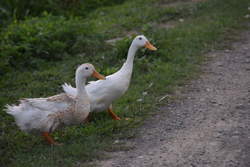Group of white ducks in a rice field in vietnam