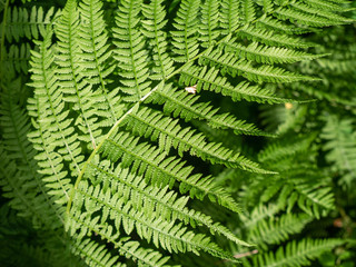 Fototapeta na wymiar leaves of fern