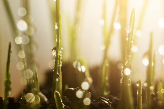 agriculture wheat grass with morning sunshine and dew