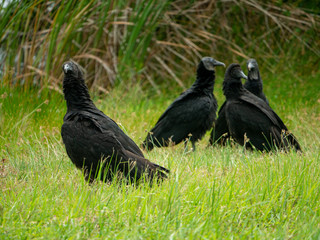 vultures