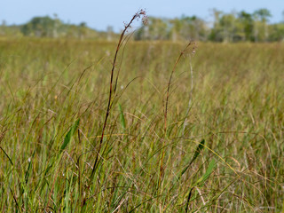 Obraz premium grassland