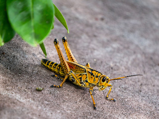 insect close up