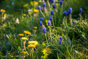 Blühende Wiese im Frühling mit diversen Blumen