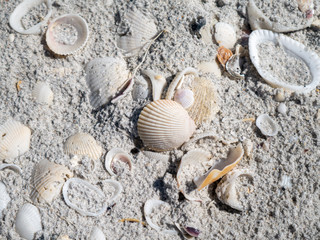 shells on the beach