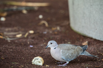 Eurasian Collared Dove, Streptopelia decaocto, eating bread leftovers on the ground. Puerto Rico, Gran Canaria in Spain