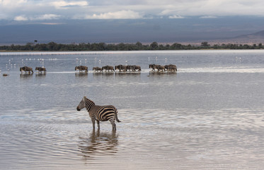 Zebra and Wildebeest crossing water