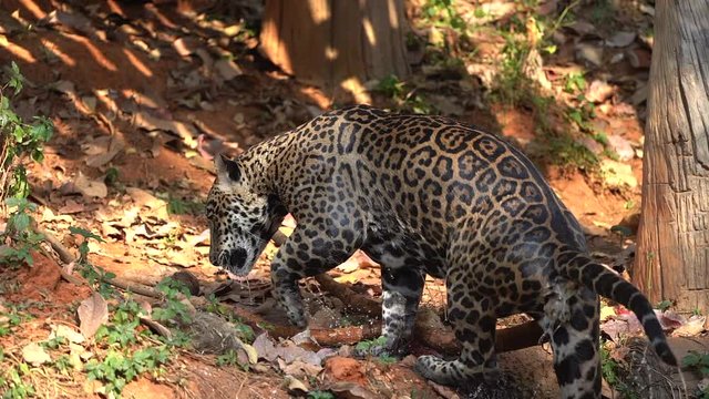  Wild animals  Jaguar or Javan leopard 