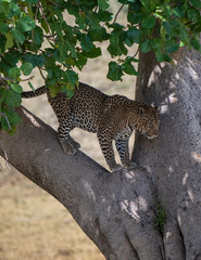 Leopard climbing down a tree in Masai Mara, Kenya, Africa