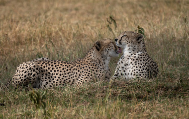 Two Cheetahs in Masai Mara, Kenya, Africa