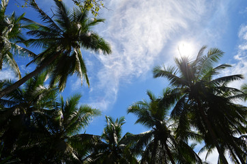 Coconut palm heaven Costa Rica