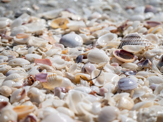 seashells on the beach