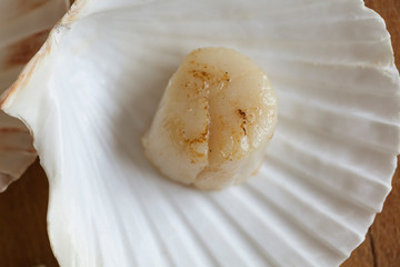 Franch Scallops Macro