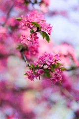 Nature background with wonderful pink blossomed spring flowers on tree branches