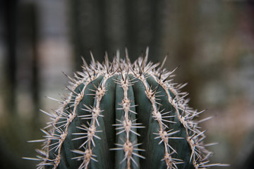 CACTUS BACKGROUND - Close up of a olive Green Hedgehoge Cactus (Echinocereus engelmannii). Low Saturation. Selective Focus. Blurry Background. Cold Light.