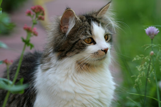 Katzenbild Images – Browse 440 Stock Photos, Vectors, and Video | Adobe ...