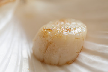 Franch Scallops Macro