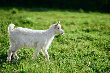 goat on a meadow